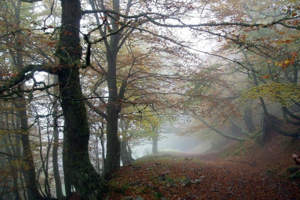 Los Molinos - Atico En Montana De Asturias Felechosa Extérieur photo