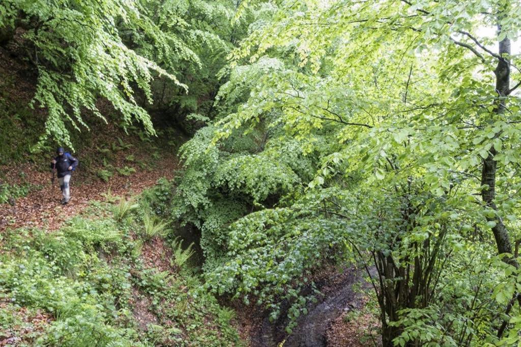 Los Molinos - Atico En Montana De Asturias Felechosa Extérieur photo